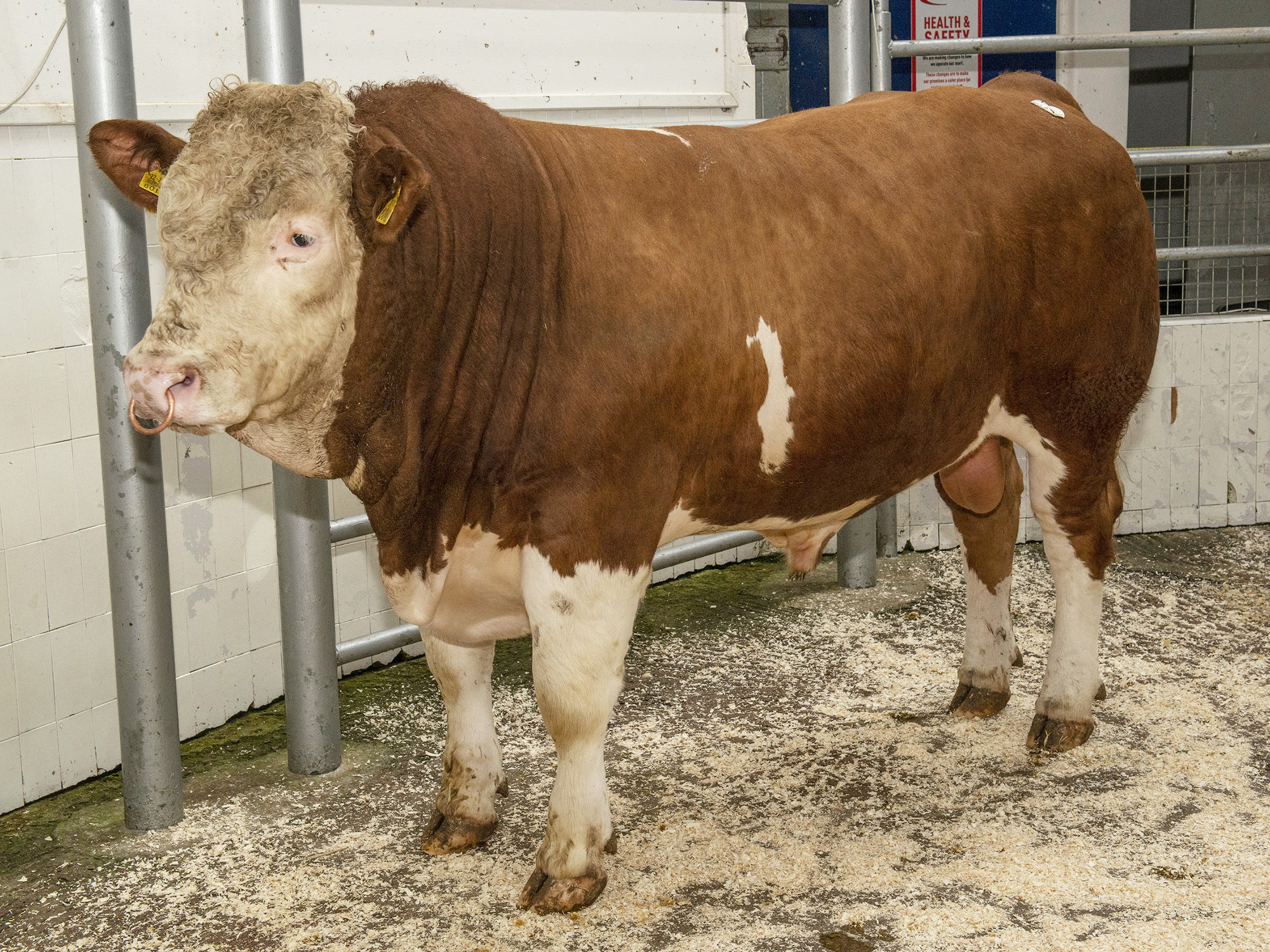 'Young bulls need to gain substantially every day' 