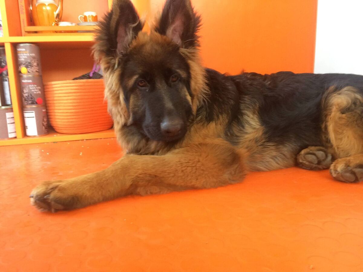 Suzanne Harrington's lockdown puppy. 