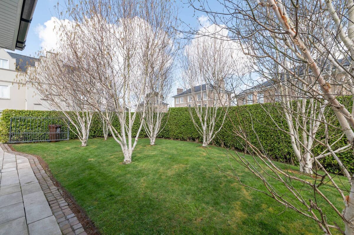 Stand-out: birch beauties