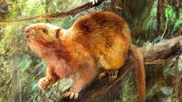 Extinct giant cloud rat species ‘twice the size of grey squirrel’ discovered