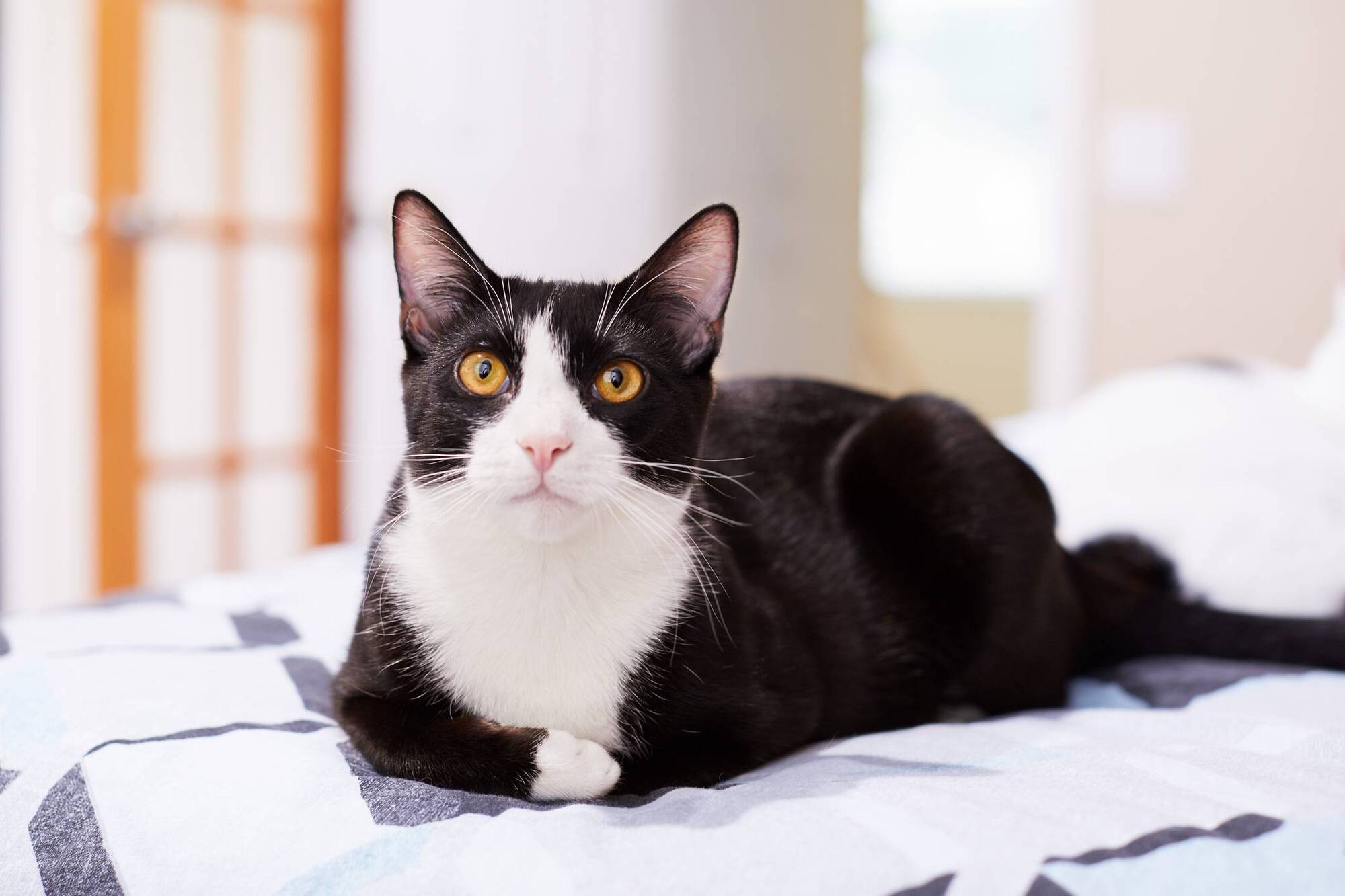 Human-to-cat Covid-19 transmission identified by scientists in Scotland
