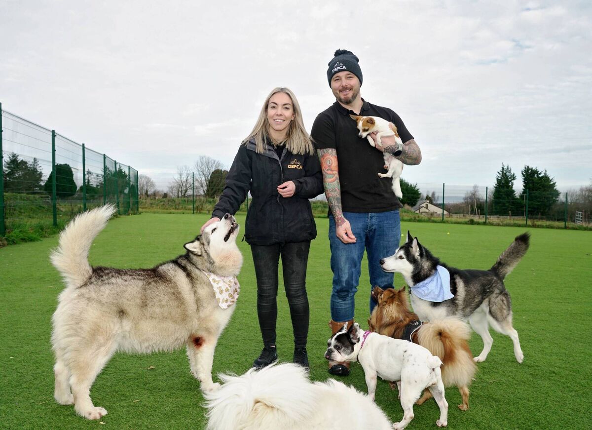 The Shelter: Animal SOS — Tanya Clarke and Shane Lawlor The Shelter: Animal SOS — Tanya Clarke and Shane Lawlor