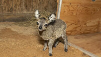 Florida zoo welcomes baby klipspringer antelope
