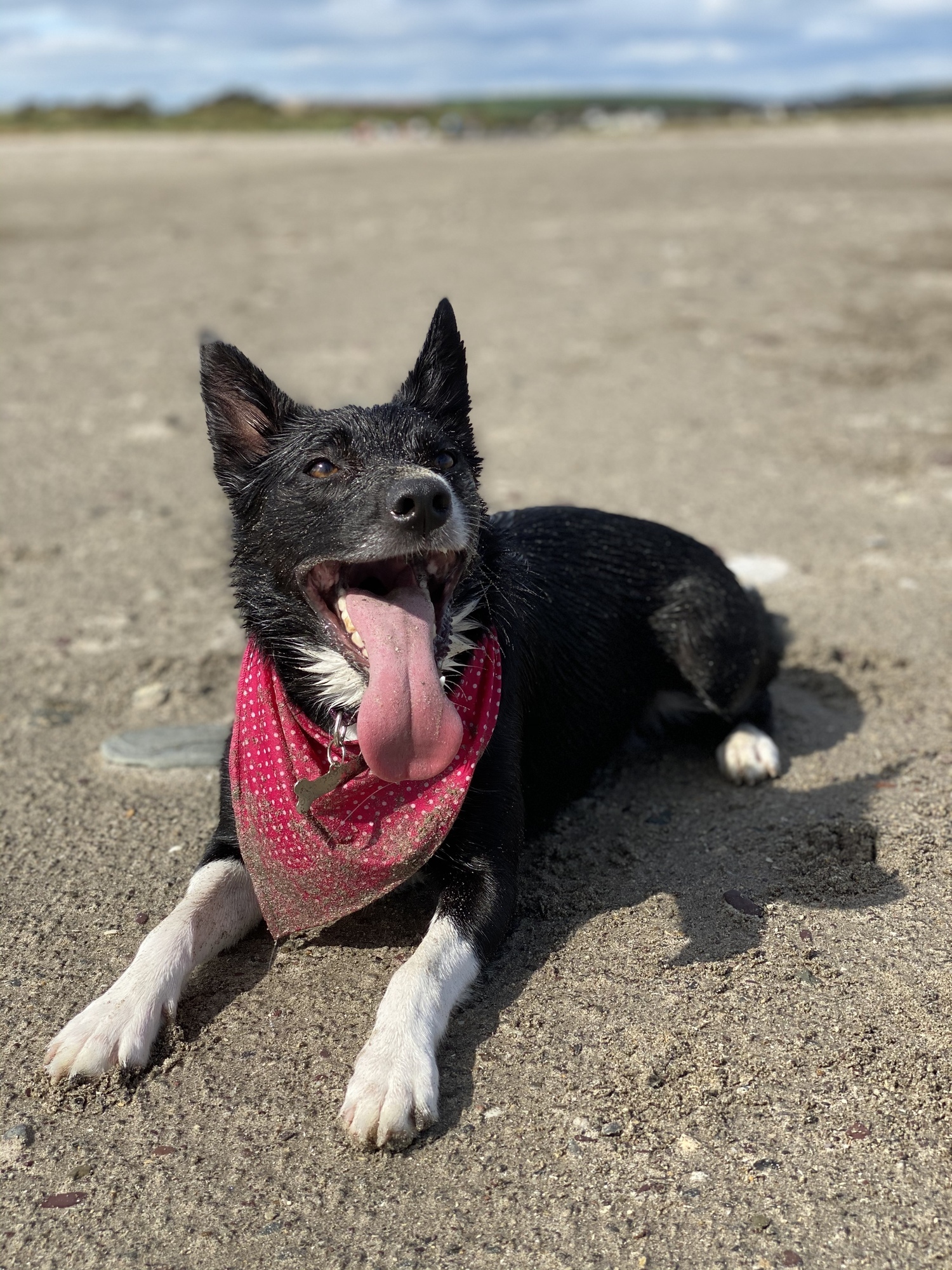 Pet Corner: Three scenic places to walk your dog in Co Cork