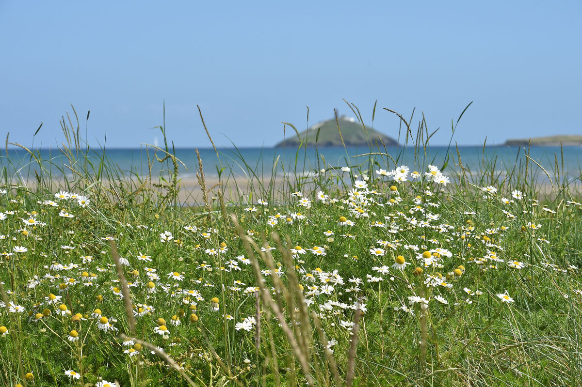 Wild flowers on Ballynamona beach. Picture: Dan Linehan
