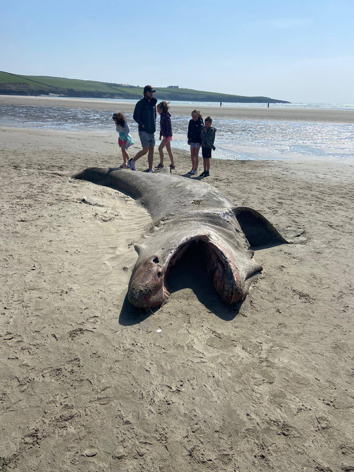 Basking shark washes up on Inchydoney beach in Cork