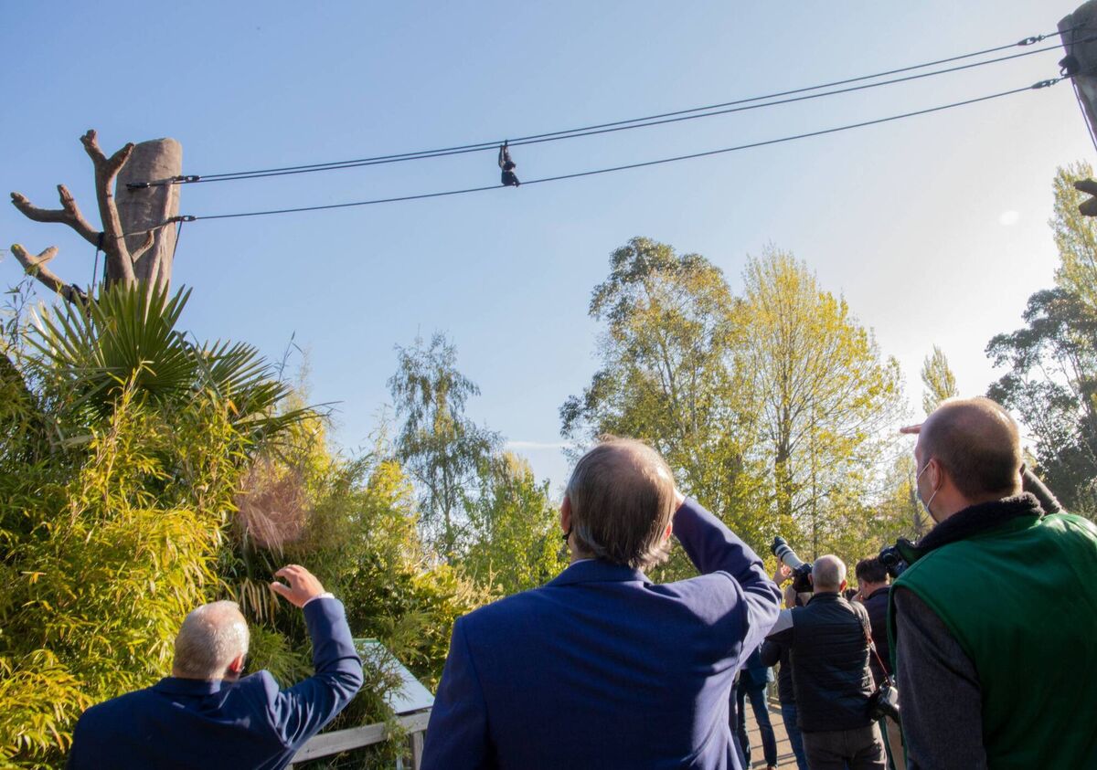 Mr Martin said the swinging macaques would "remind you of the parliamentary party."
