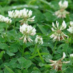 New focus on white clover and its role in sustainable agriculture
