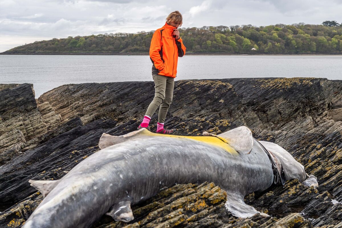 The dead shark attracted onlookers throughout the morning. Picture: Andy Gibson. The dead shark attracted onlookers throughout the morning. Picture: Andy Gibson.