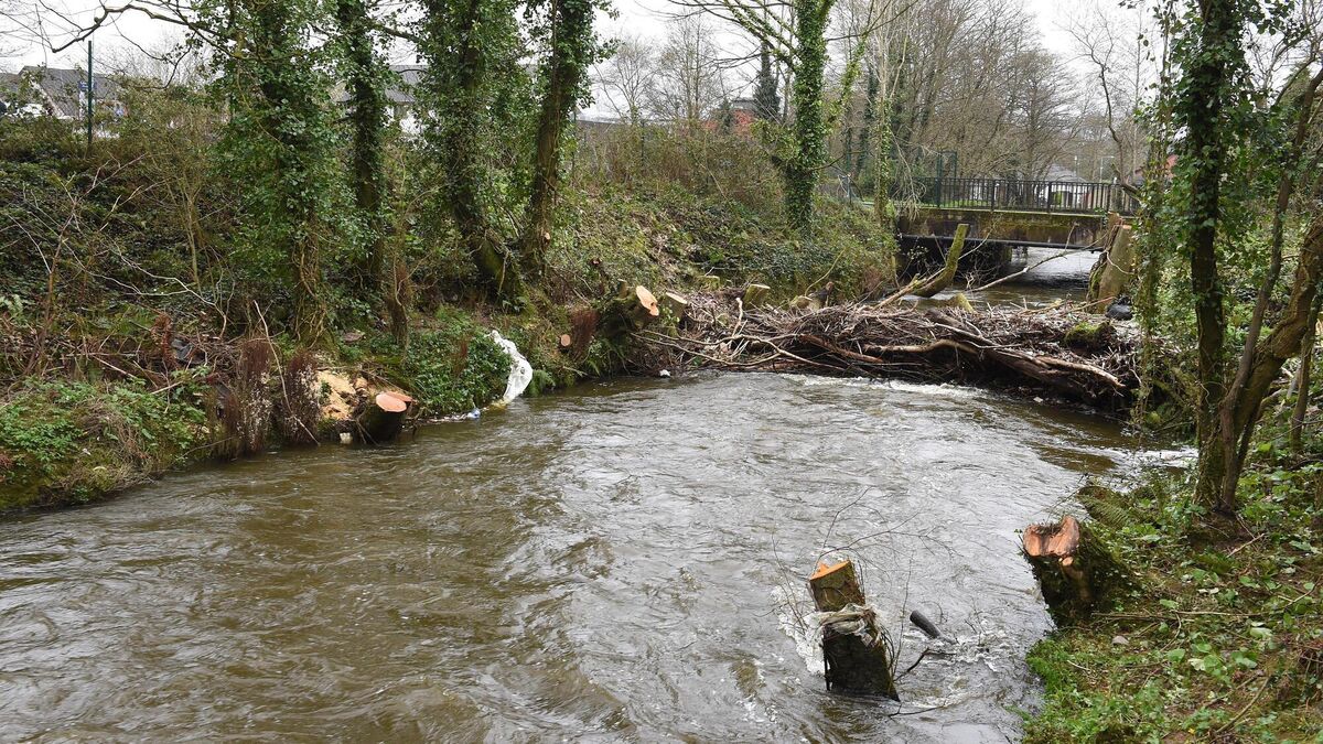 Inland Fisheries Ireland probing pollution in Cork suburb - Vimarsana News