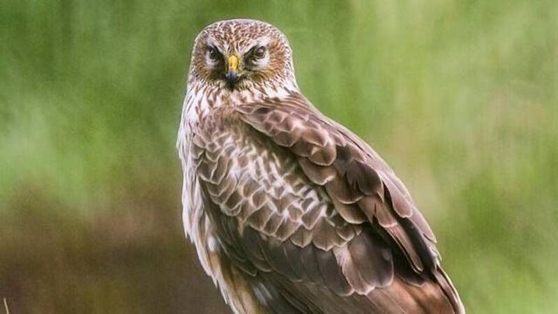 Hen harrier farmers share bonus payments of nearly €500,000 this week