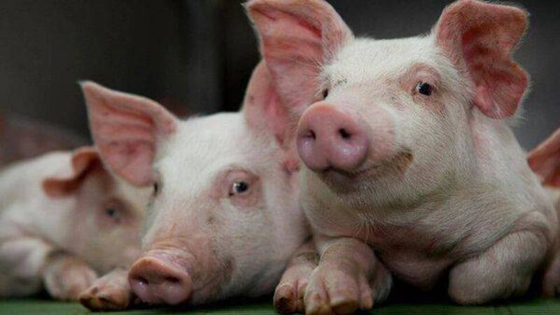 New Pig Roundtable to focus on opportunity within the sector