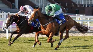 <p>Concertista was just beaten by Black Tears at Cheltenham. Picture: Healy Racing</p>