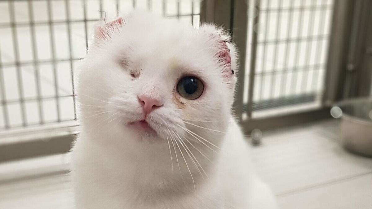 Pet owners warned of sun dangers after Belfast cat has ears amputated - Vimarsana News