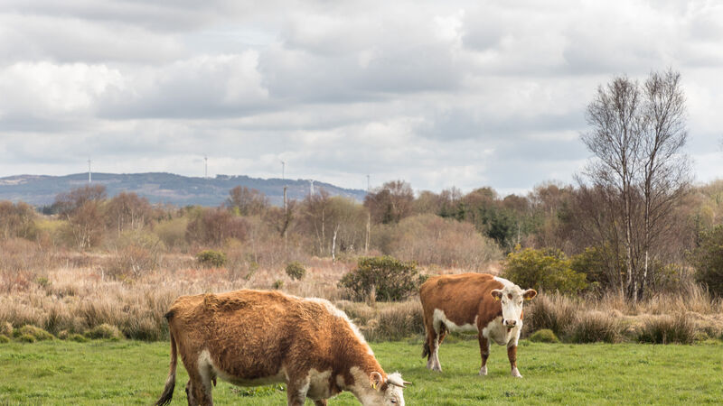 Don’t assume low milk fat indicates rumen acidosis