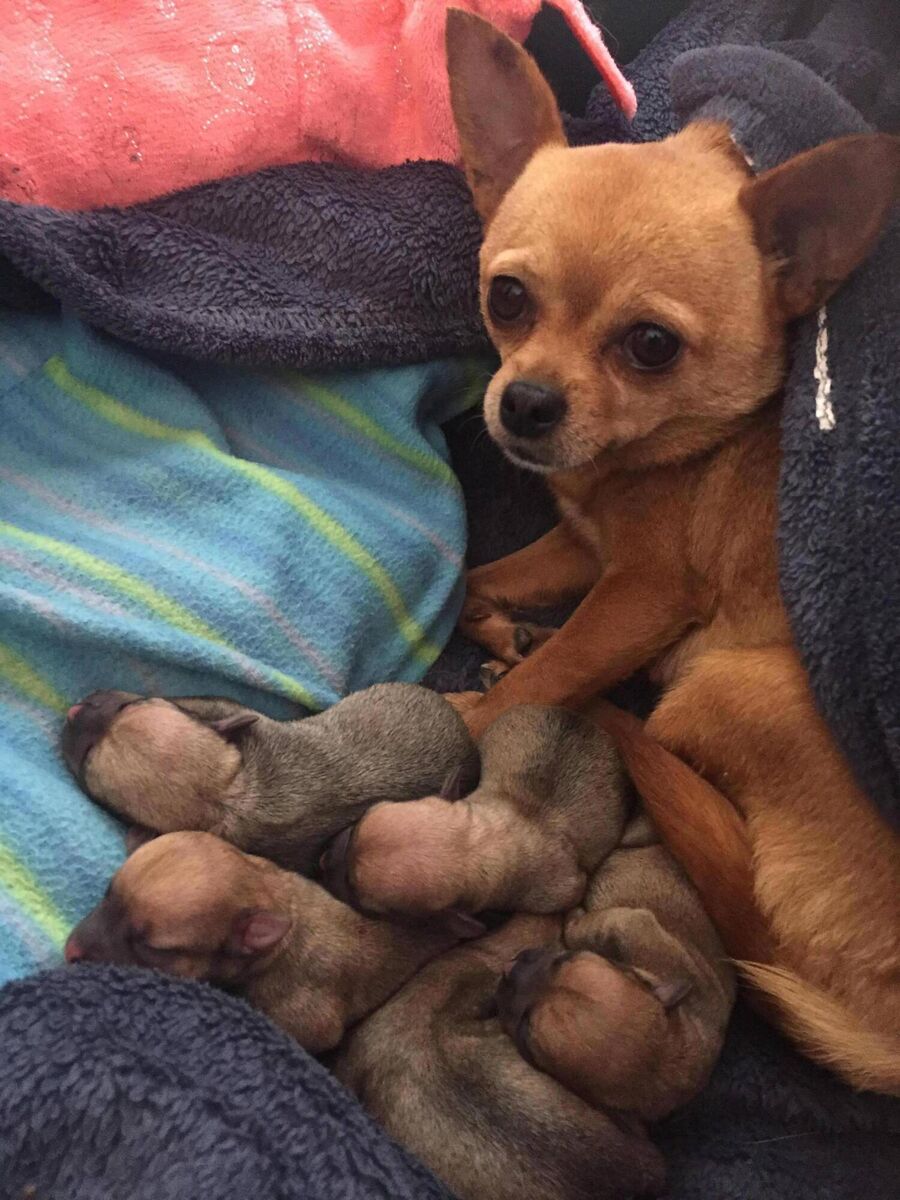 Maria the chihuahua and her pups