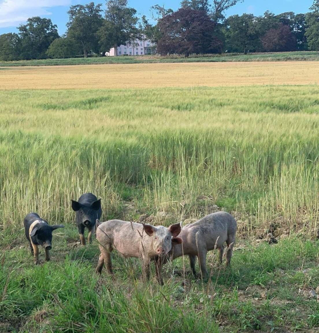 Longueville House's woodland pigs