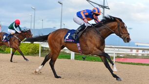 <p>Baton Rouge can make a winning return to turf at Naas having made a winning return to action on  the all-weather in March. Picture: Healy Racing.</p>