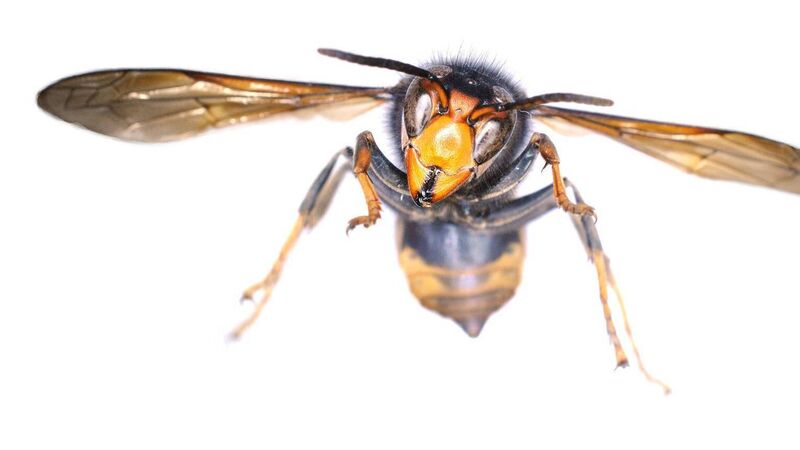 Asian Hornet discovered for first time in Ireland