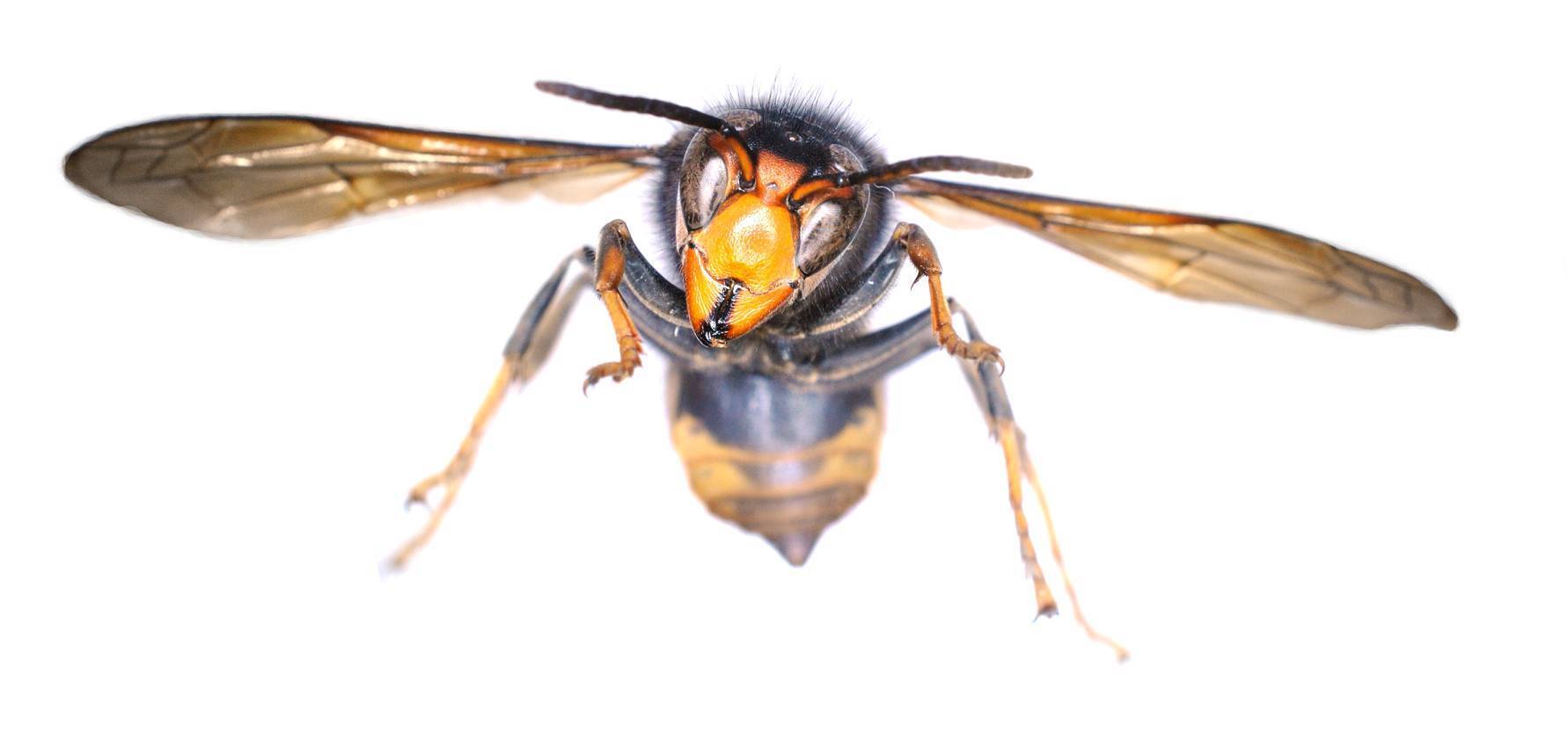Asian Hornet Vespa Velutina was discovered in a house in Dublin last month. Picture: A O'Hanlon, National Museum of Ireland.  