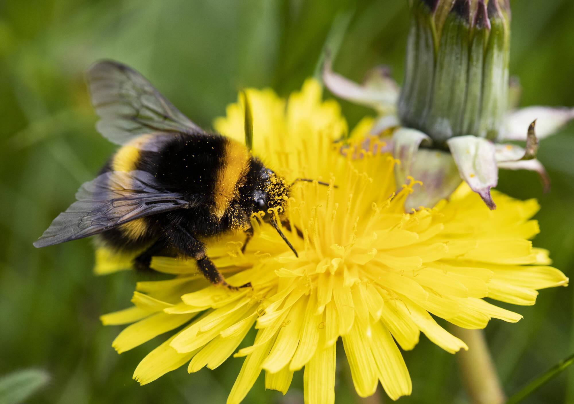 Irish Examiner view: Chemicals ban on insecticides linked to harming bees upheld