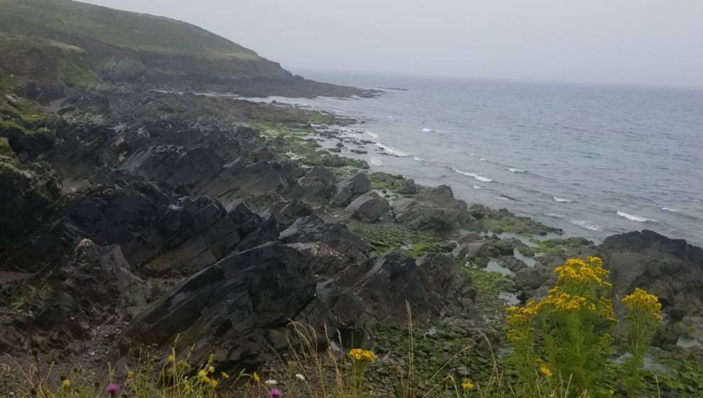 Calls have been made to repen the hugely popular Ballycotton Cliff Walk.