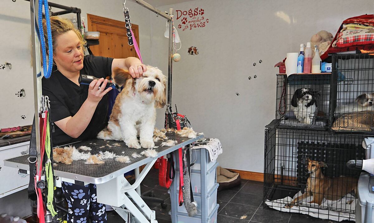 Pawfection: Joyce McDonald of Laurelhill Dog Grooming, Redhills, Cavan, works on her client Floki on Monday morning as Kacey, Dougal and Teela wait for their turn. Humans and dogs will be rocking new styles following the lifting of restrictions. Picture: Lorraine Teevan Pawfection: Joyce McDonald of Laurelhill Dog Grooming, Redhills, Cavan, works on her client Floki on Monday morning as Kacey, Dougal and Teela wait for their turn. Humans and dogs will be rocking new styles following the lifting of restrictions. Picture: Lorraine Teevan