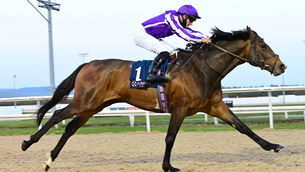 <p>Amhran Na Bhfiann should have little trouble following up his recent Dundalk success in the Killarney Racecourse Thanking All Frontline Workers Race. Picture: Healy Racing</p>