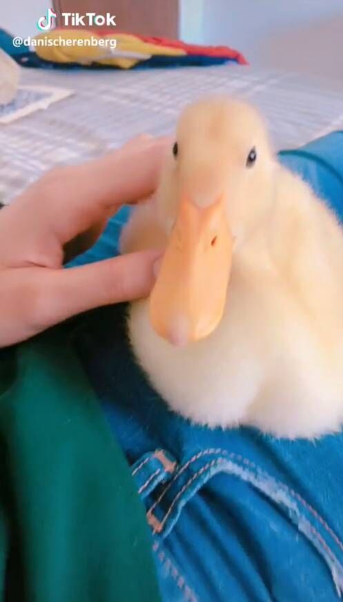 What are Paper Ducks? Viral trend of homemade ducks sweeping TikTok -  Dexerto