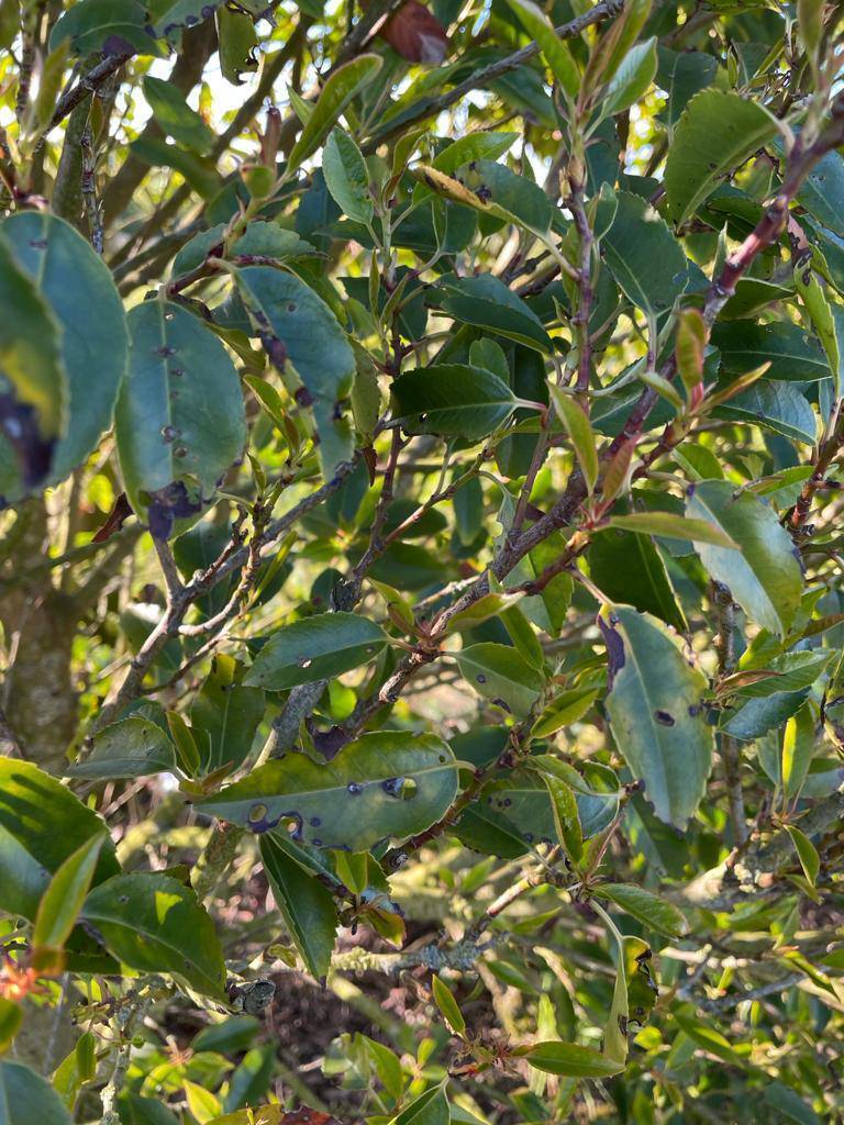 Garden Q&A: Portuguese laurel hedge is almost bare. Why?