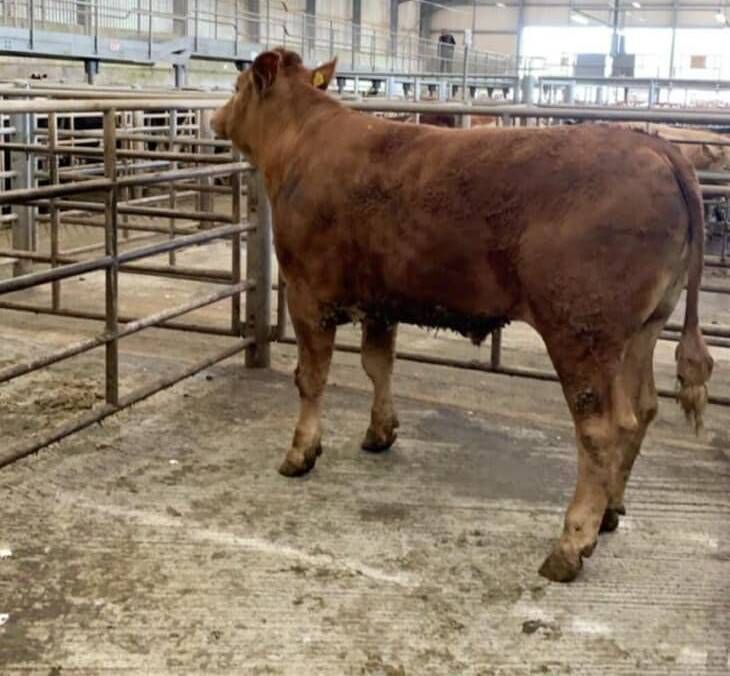 At Skibbereen mart last Friday, this Limousin steer born 2019 weighed 705kg and sold for €1,700. At Skibbereen mart last Friday, this Limousin steer born 2019 weighed 705kg and sold for €1,700.