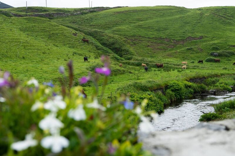 Biodiversity provides functioning ecosystems that supply oxygen, clean air and water, pollination of plants and much more.