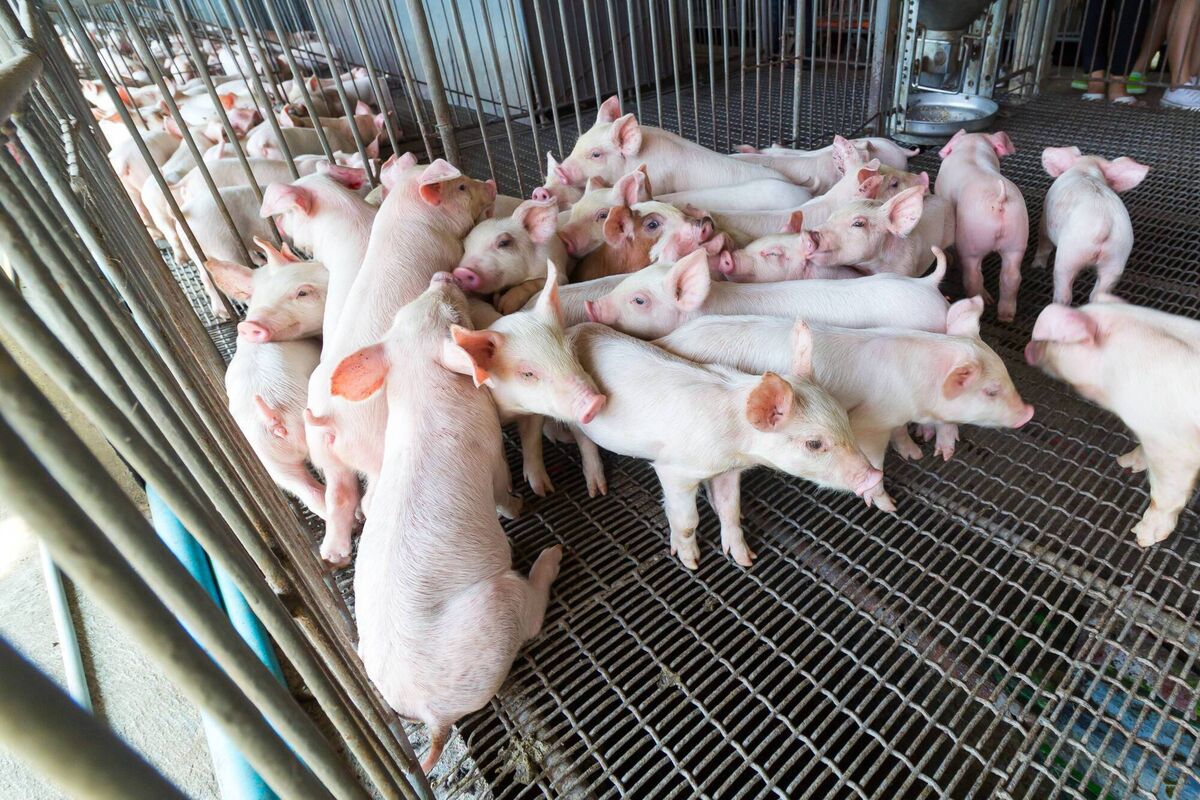 Piglets in a cage at a pig farm. Piglets in a cage at a pig farm.