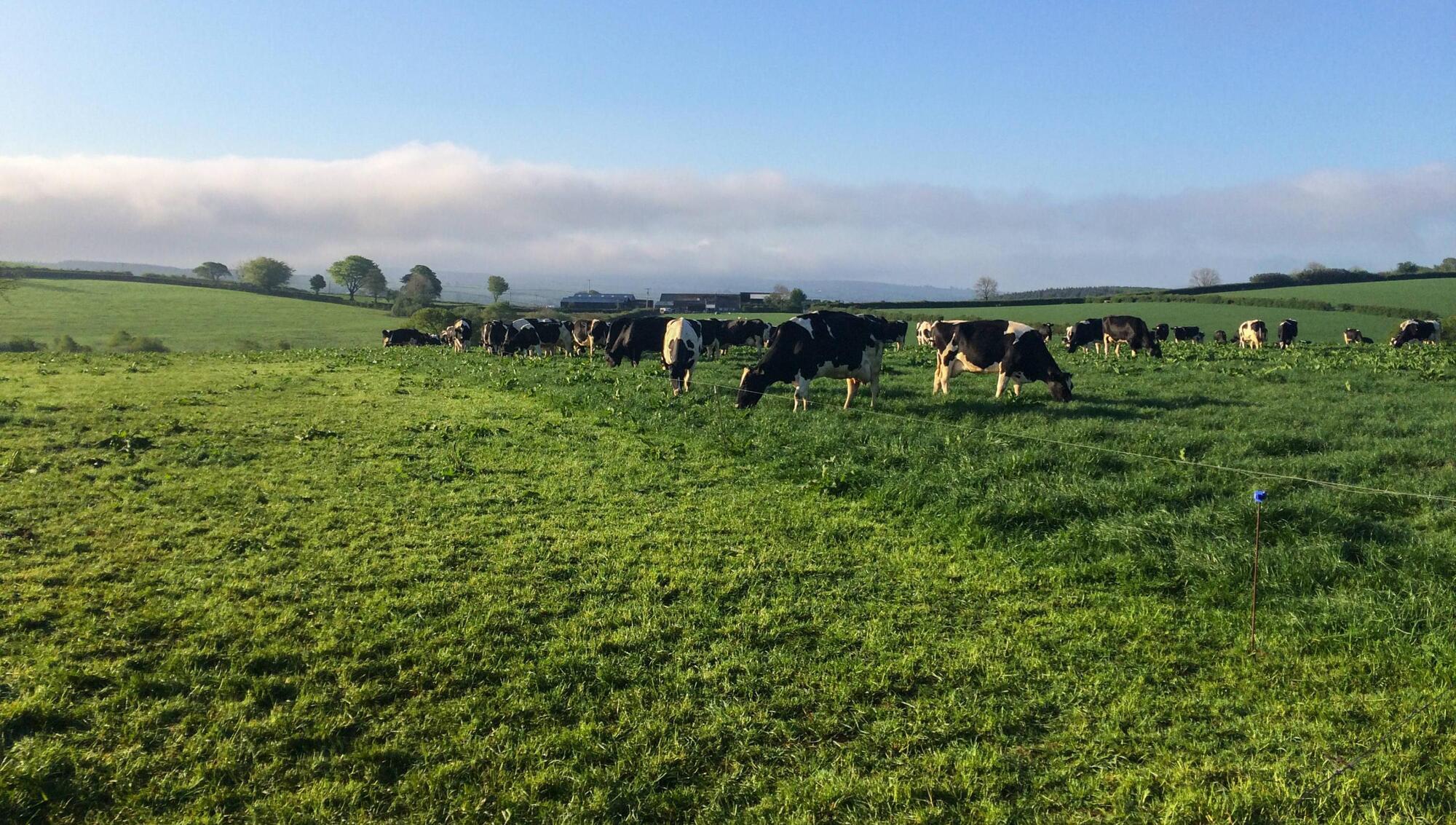 Phosphorus deficiency in dairy herd blood tests