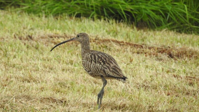 Could artificial rearing save Ireland's curlew?