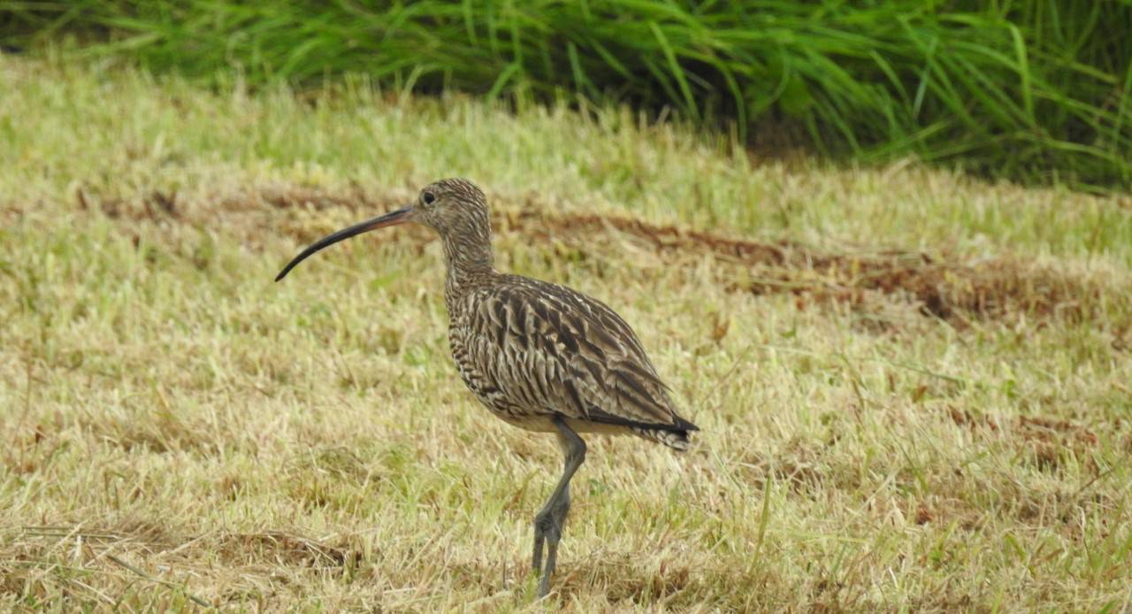 The adult Curlew. Pic. Courtesy Joe Shannon