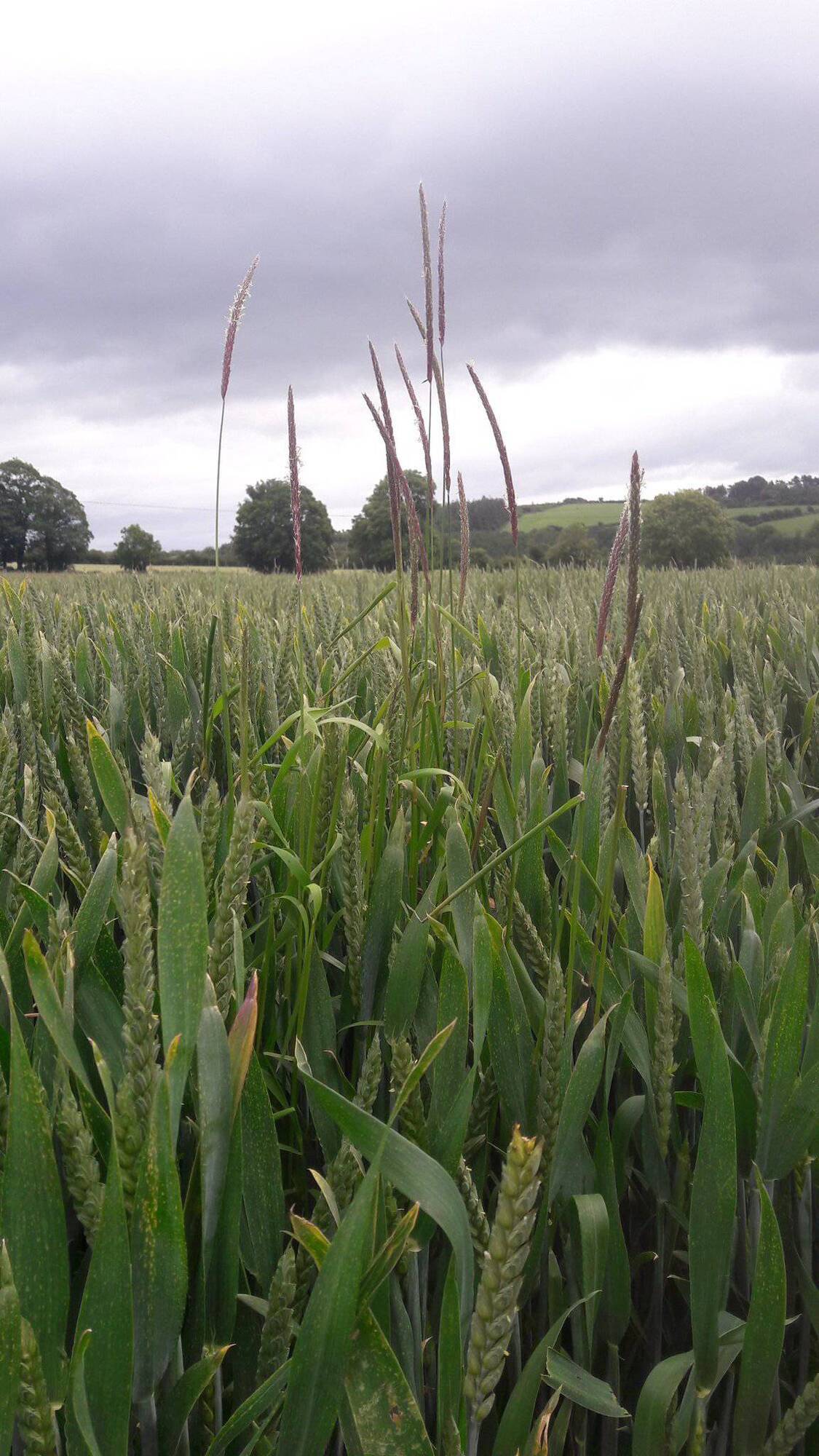 Blackgrass weed found in Carlow plot