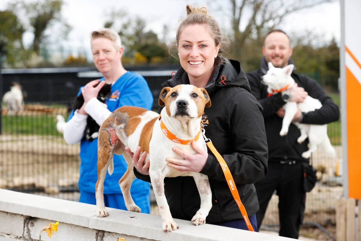 The Shelter: Animal SOS DSPCA vet nurse, Mandy-Byrne; vet, Elise O'Byrne-White; and canine carer, Shane-Lawlor. Picture: Conor McCabe Photography The Shelter: Animal SOS DSPCA vet nurse, Mandy-Byrne; vet, Elise O'Byrne-White; and canine carer, Shane-Lawlor. Picture: Conor McCabe Photography