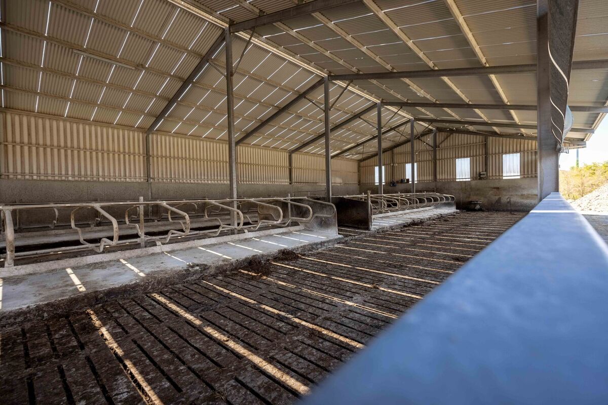 The main shed on Tommy and Adam Cooke's farm in Barna, Co Kilkenny. Pictures: Dylan Vaughan The main shed on Tommy and Adam Cooke's farm in Barna, Co Kilkenny. Pictures: Dylan Vaughan