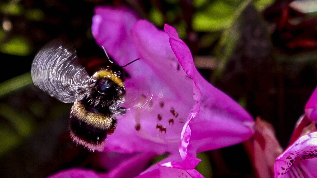 Irish Examiner view: Let's join forces to save our bees