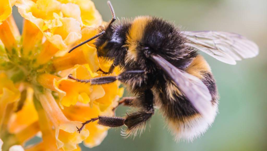 Working together for biodiversity: Why we need to help our pollinators and 10 ways we can do so 