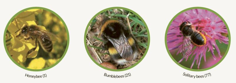 Some of the many pollinators you can help support by following our handy ten-step guide. 