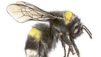 Working together for biodiversity: Get potting for pollinators with our essential guide