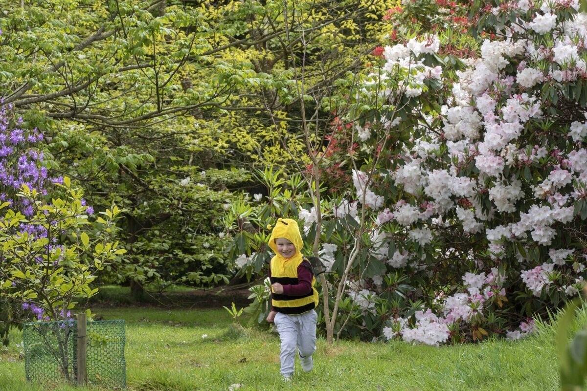 The Pollinator Trail at Fota will consist of 12 stations, each having a particular relevance to pollination and biodiversity. Picture: Clare Keogh