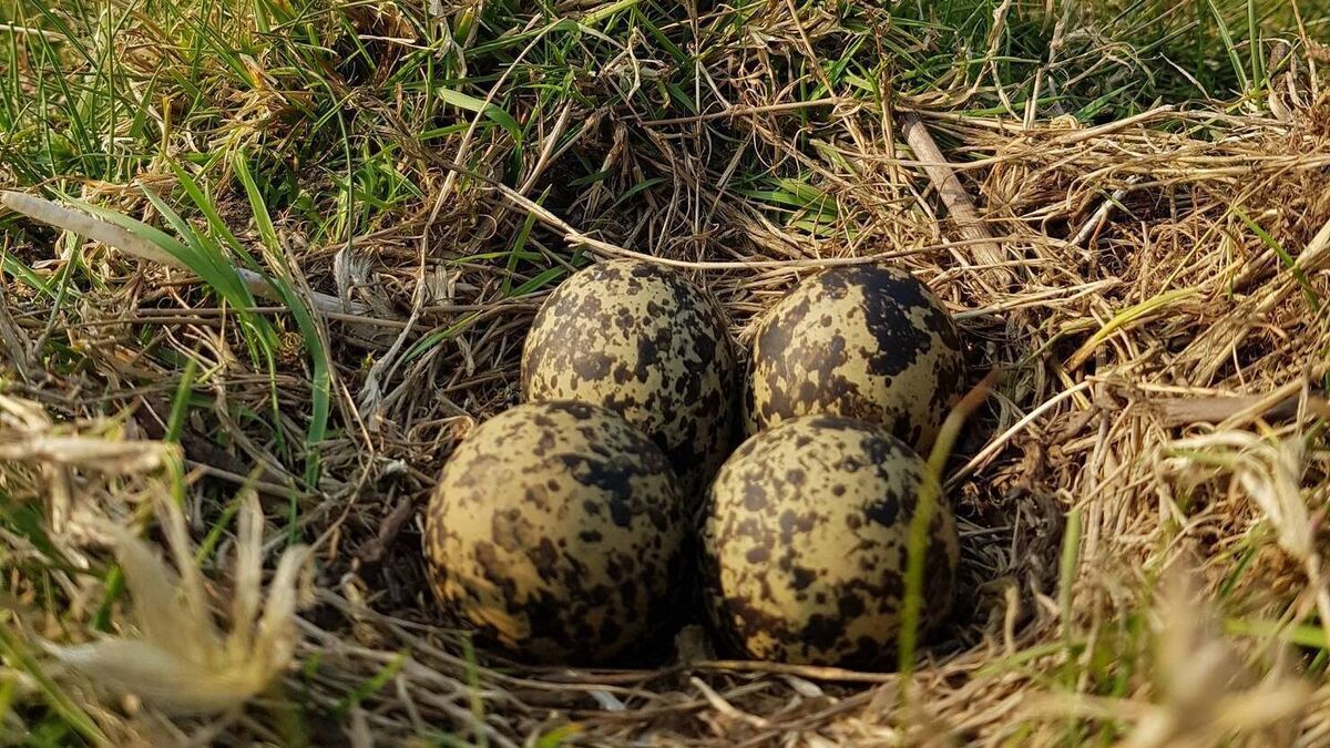 Love nature for Biodiversity Week and beyond