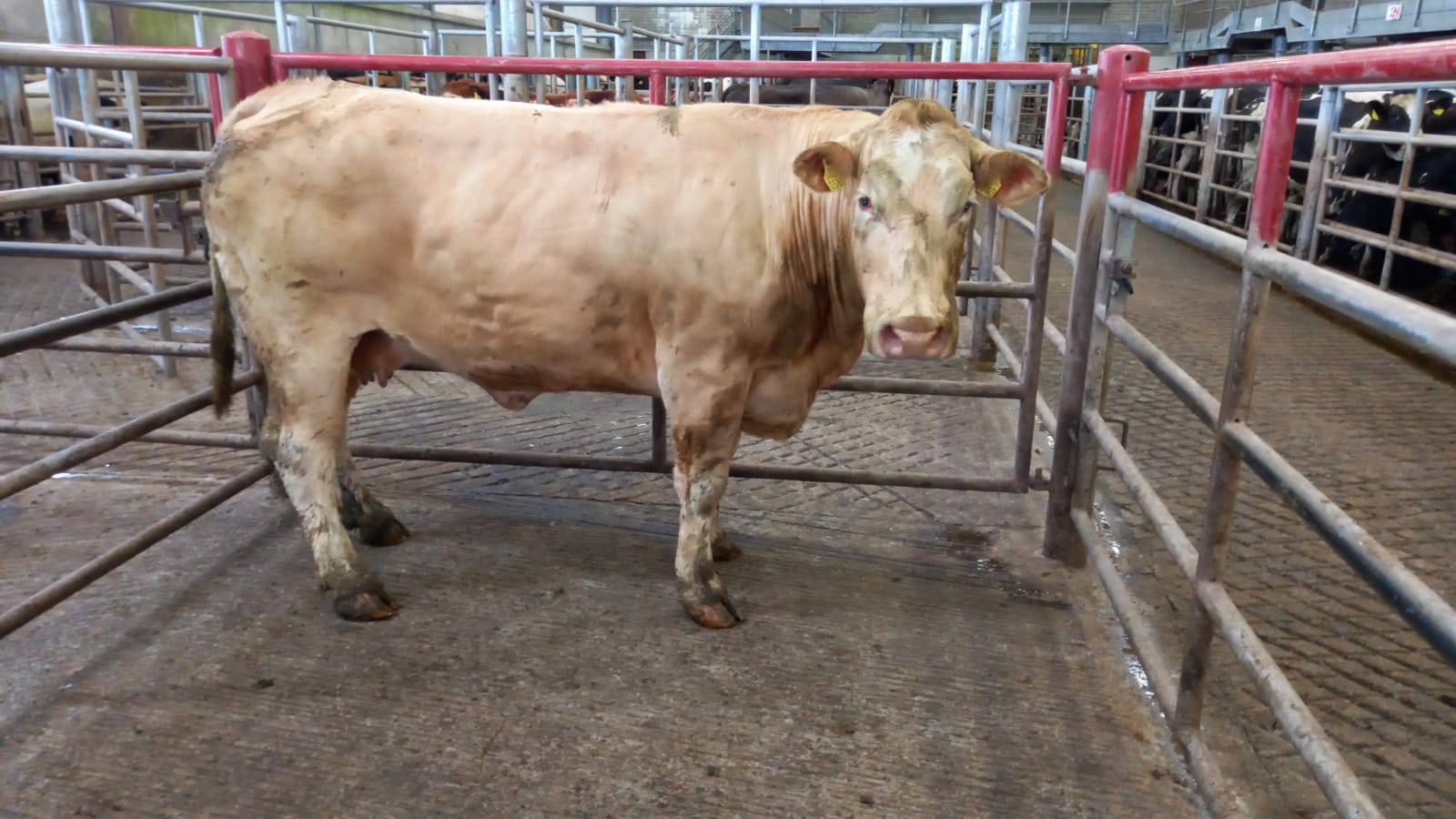At Skibbereen Mart last Friday, this Limousin cow, born in 2012, weighing 725kg sold for €1,520. File Picture. 
