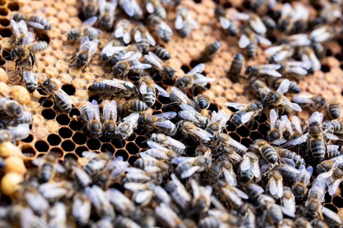 The colony is expected to produce at least 40kg of honey over the next 12 months. Picture: Darragh Kane The colony is expected to produce at least 40kg of honey over the next 12 months. Picture: Darragh Kane