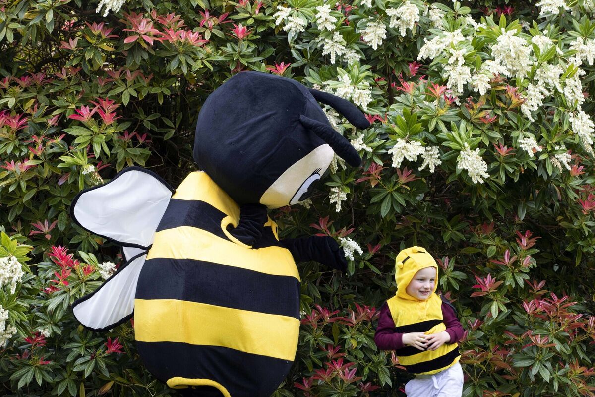 Exploring the new bee pollinator trail at Fota House Aboretum and Gardens in East Cork, are little Bee Charlie Walsh with Pat Deasy of Irish Bee Conservation Project. Exploring the new bee pollinator trail at Fota House Aboretum and Gardens in East Cork, are little Bee Charlie Walsh with Pat Deasy of Irish Bee Conservation Project.