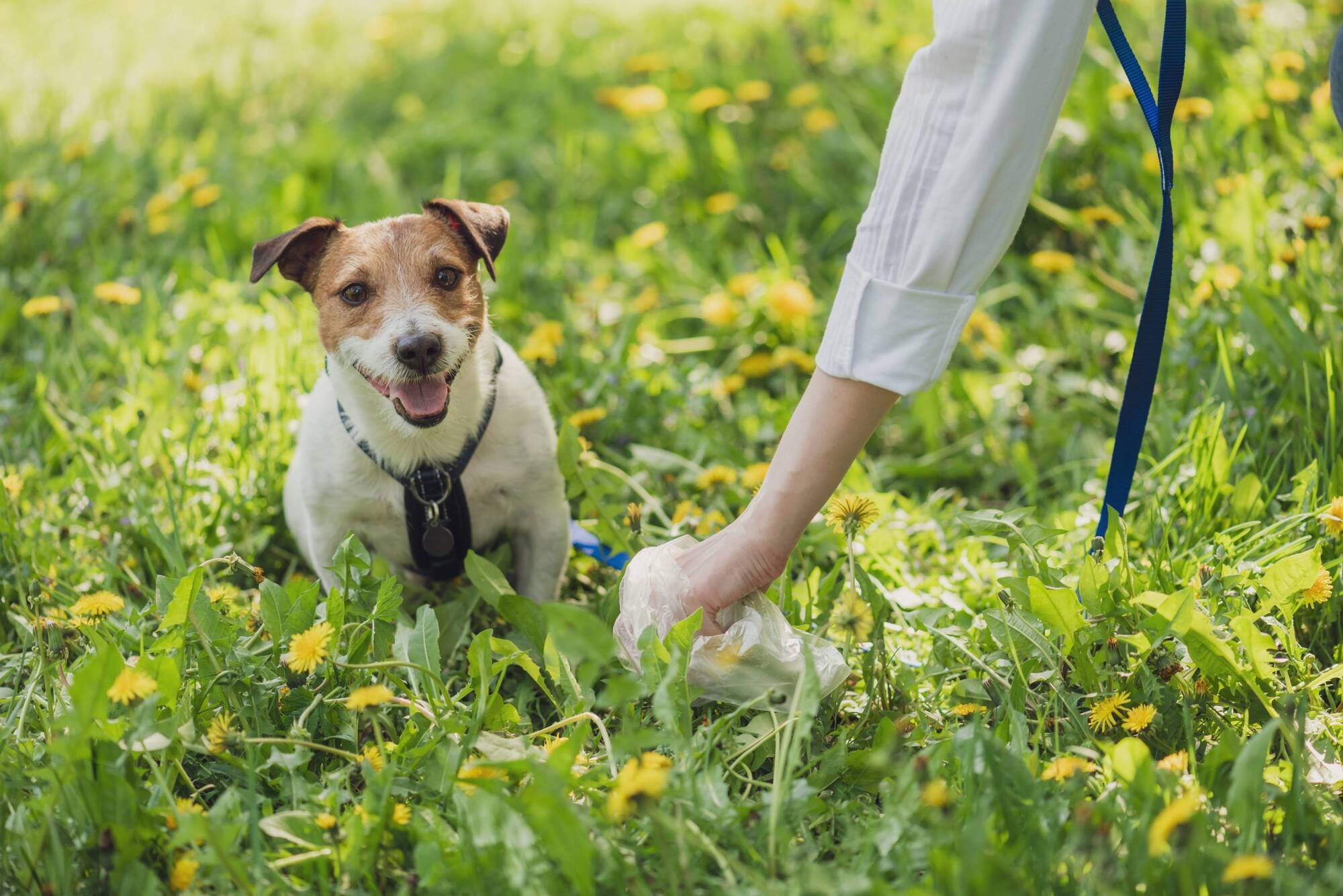 Pete the Vet calls foul! Why it's essential to scoop that poop