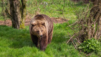 Bears at Whipsnade Zoo